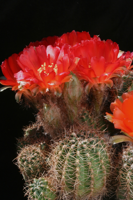 Lobivia saltensis v. pseudocachensis WR 168 (Cachipampa-Escoipe, Salta, Arg)