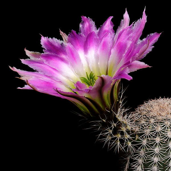 Echinocereus pectinatus ssp. wenigeri BW 116 (Pecos County, TX)