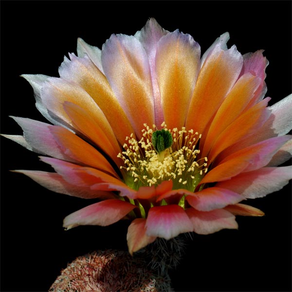 Echinocereus pectinatus ssp. rutowiorum  (Sierra el Tambor, Chih, Mex)