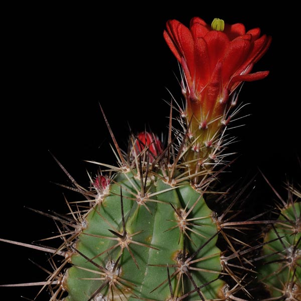 Echinocereus arizonicus ssp. matudae (Buenaventura, Chih., Mex)