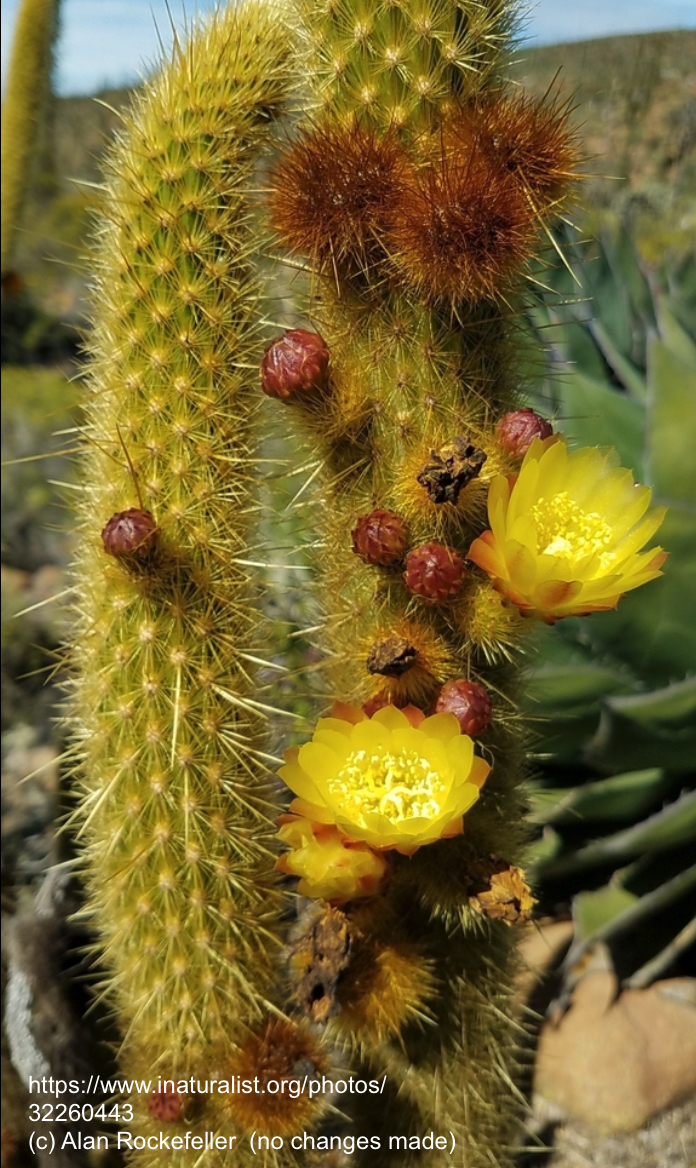 Bergerocactus emoryi
