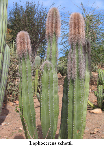 Lophocereus schottii - 4