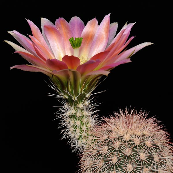 Echinocereus dasyacanthus (W Bakersfield, Pecos, Co, TX)