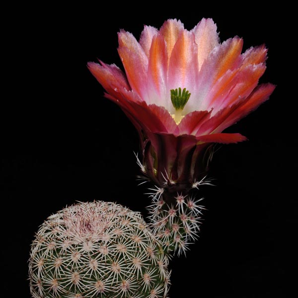Echinocereus pectinatus (Delante, Mex)