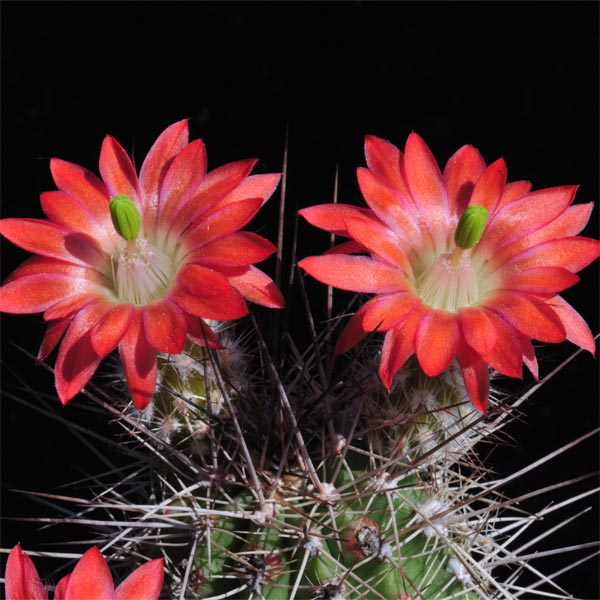 Echinocereus polyacanthus (La Junta, Chih)
