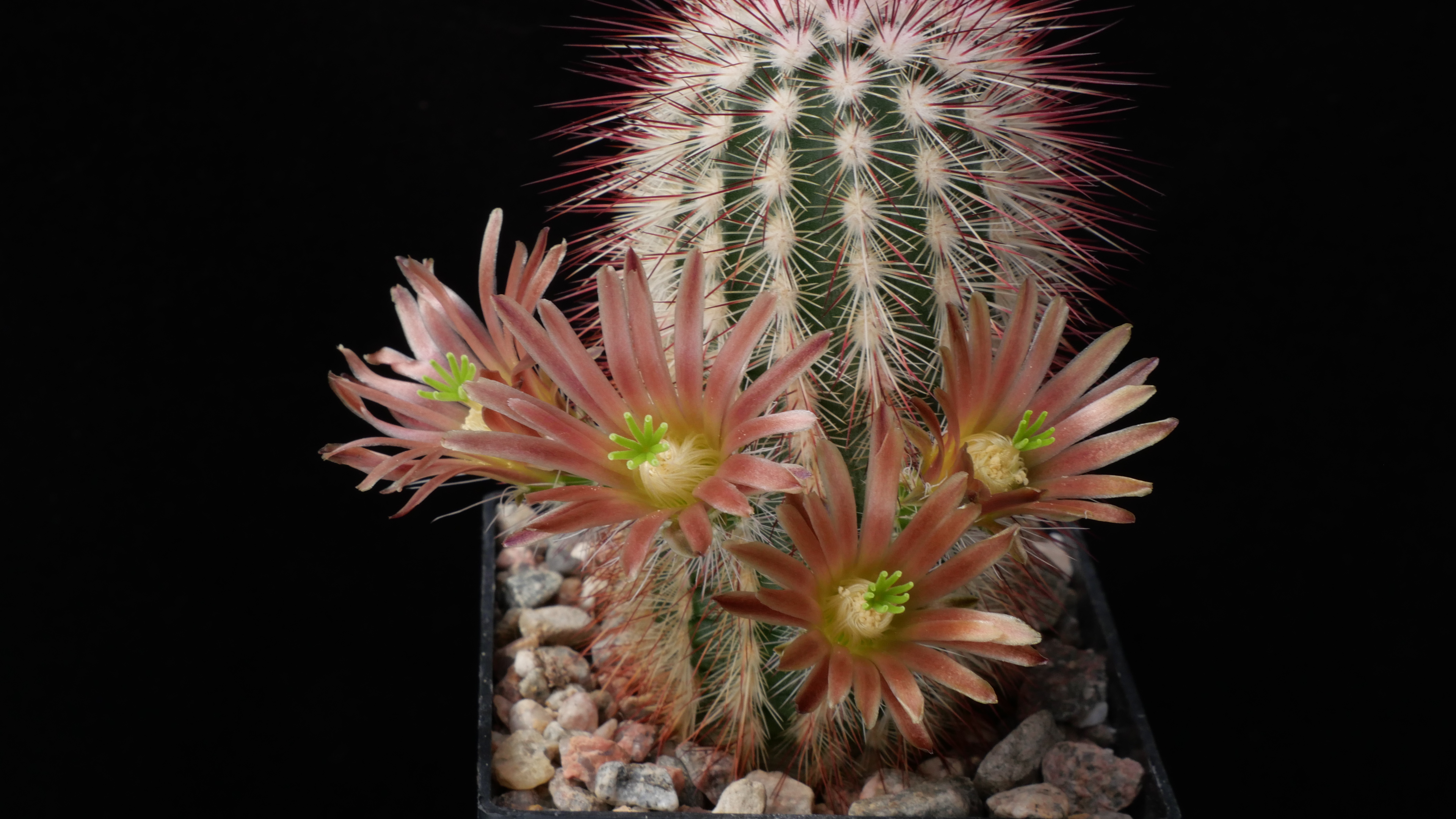 Echinocereus russanthus MN 683 (Brewster Co, TX)