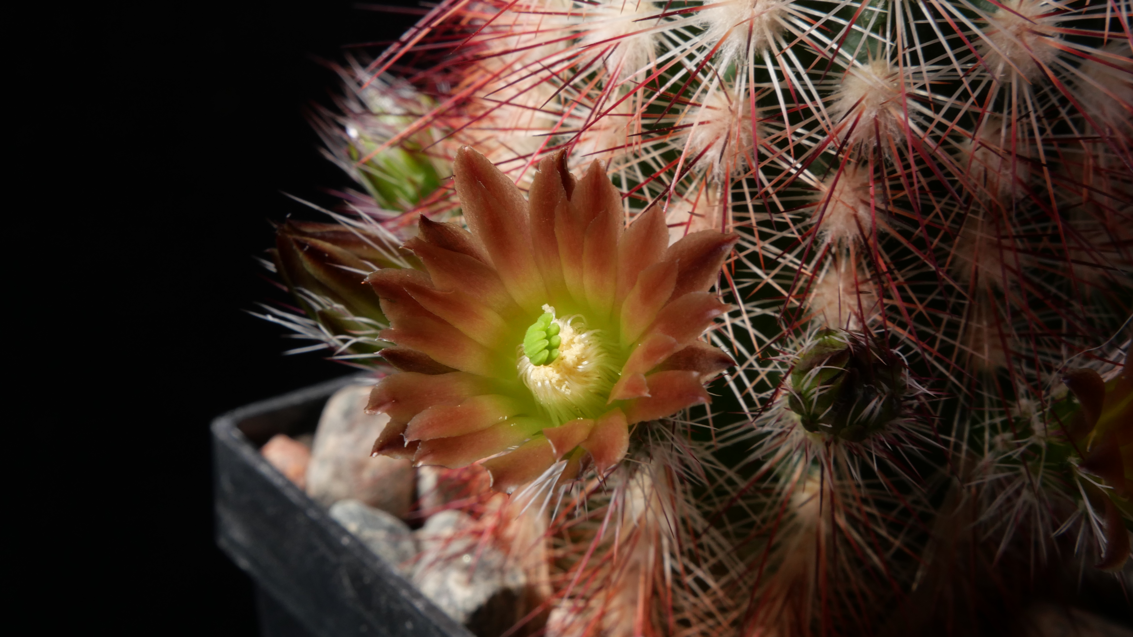 Echinocereus russanthus MN 683 (Brewster Co, TX) - 2