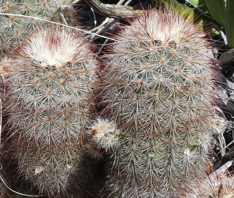 Echinocereus russanthus MN 692 (Brewster Co, TX)