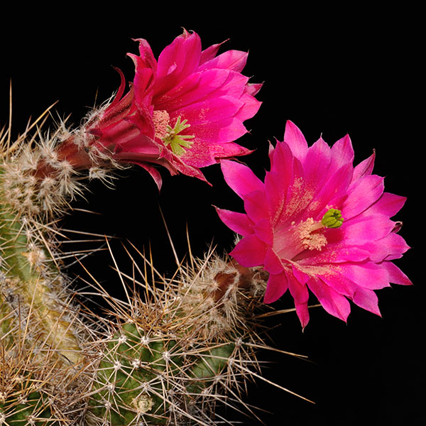 Echinocereus scheeri (Basihuare)