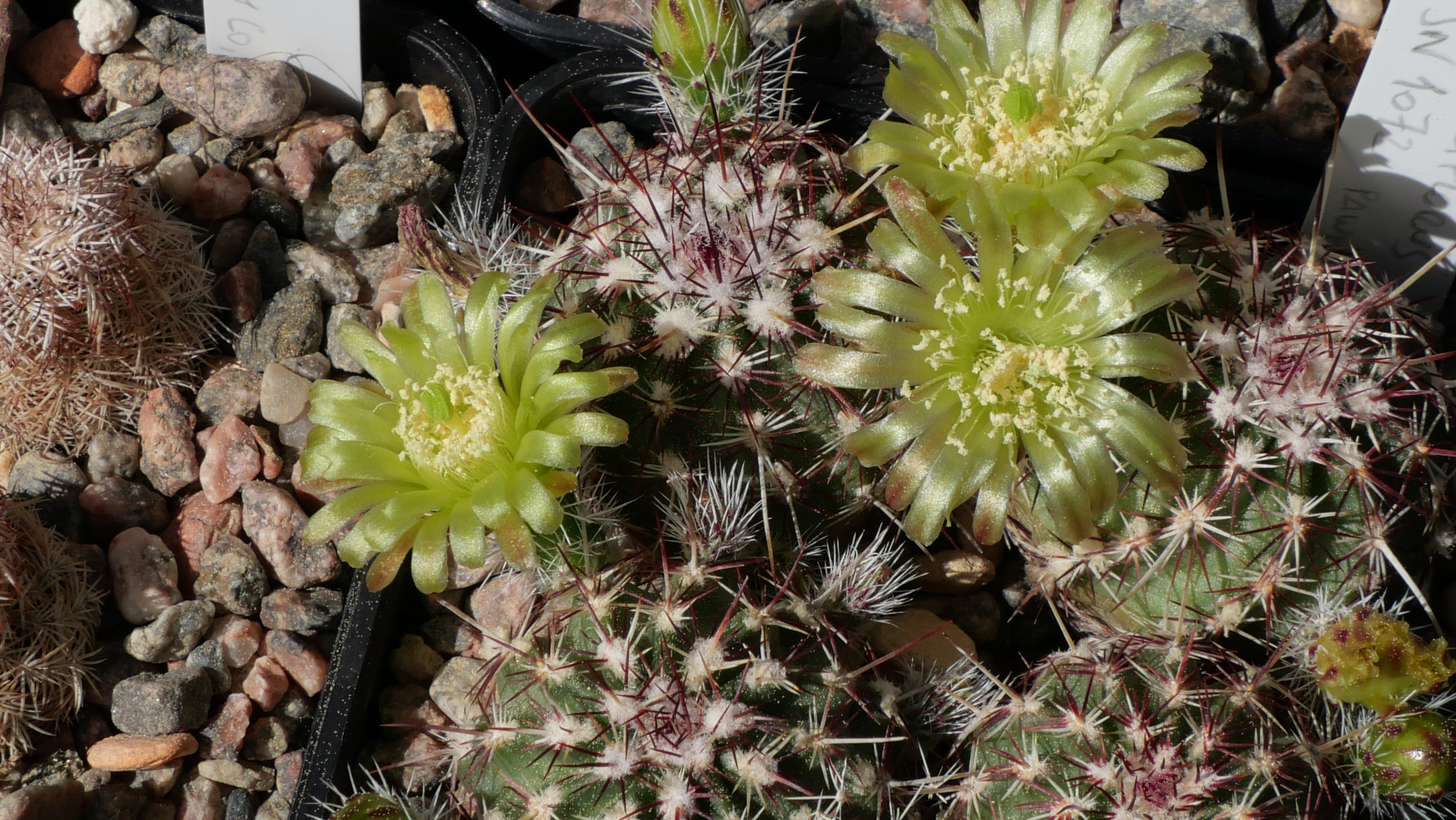 Echinocereus viridiflorus SN 1072 (Pawnee Butte Nat Grassland, Weld Co, CO)