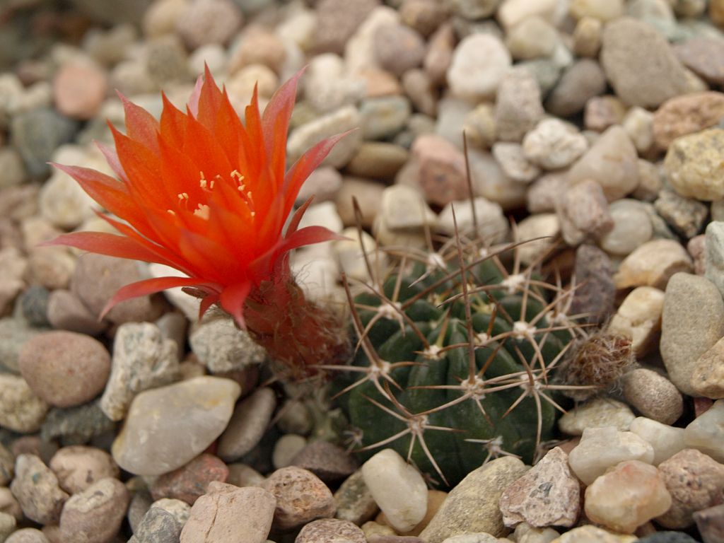 Lobivia tegeleriana TB 976.1 (Huaytara, Huancavelica, 3941m, Peru)