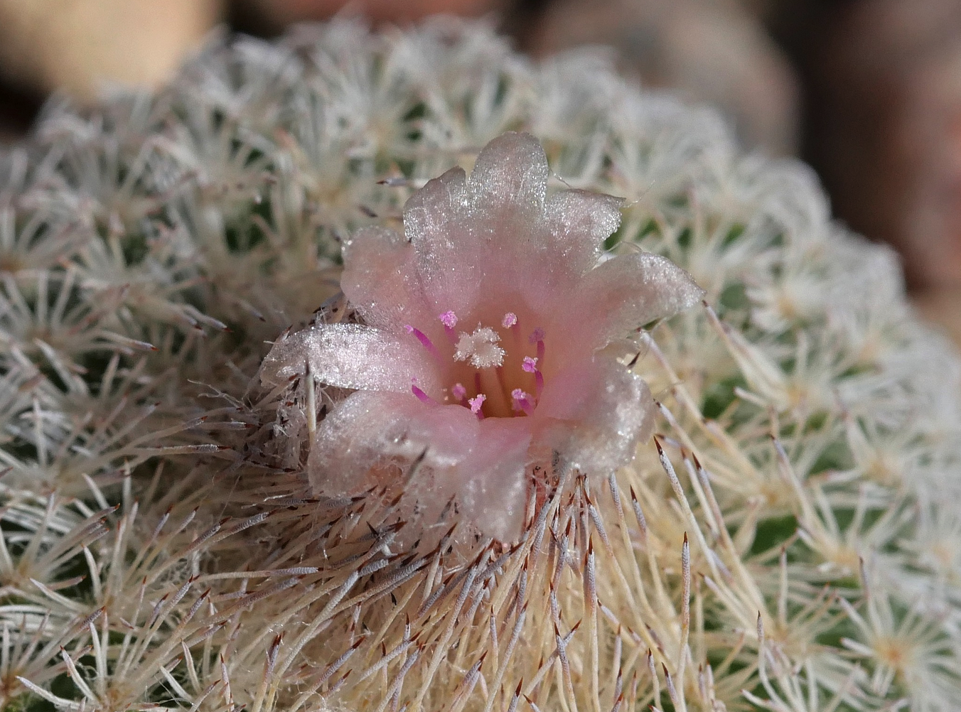 Epithelantha micromeris MN 665 (Brewster Co, TX)