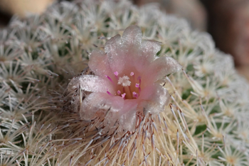 Epithelantha micromeris MN 665 (Brewster Co, TX)