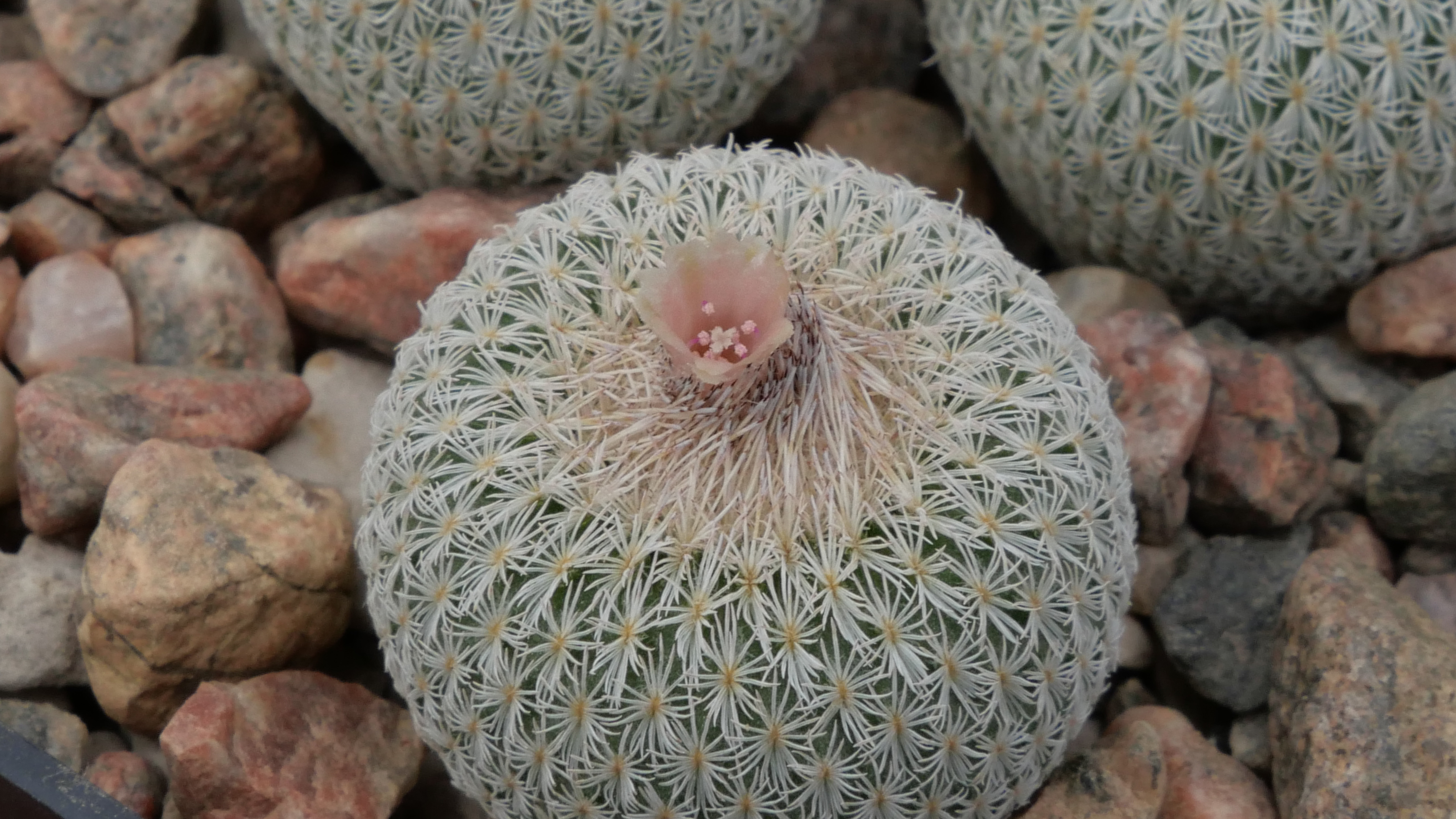 Epithelantha micromeris MN 665 (Brewster Co, TX) - 2