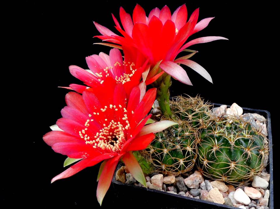Lobivia calorubra v. pojoensis MN 652 (SE Pasorapa, 2555m, Bol)