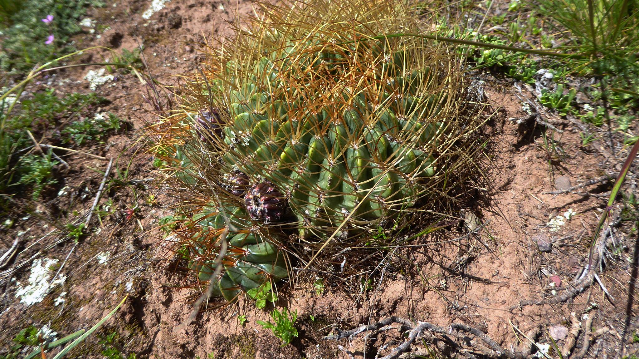 Lobivia maximiliana HNSO 177
