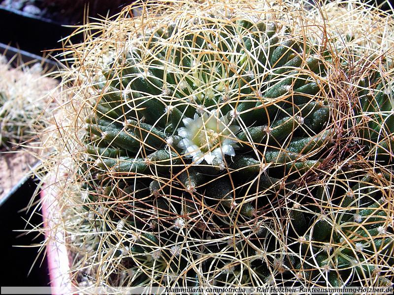 SuccSeed - Mammillaria camptotricha