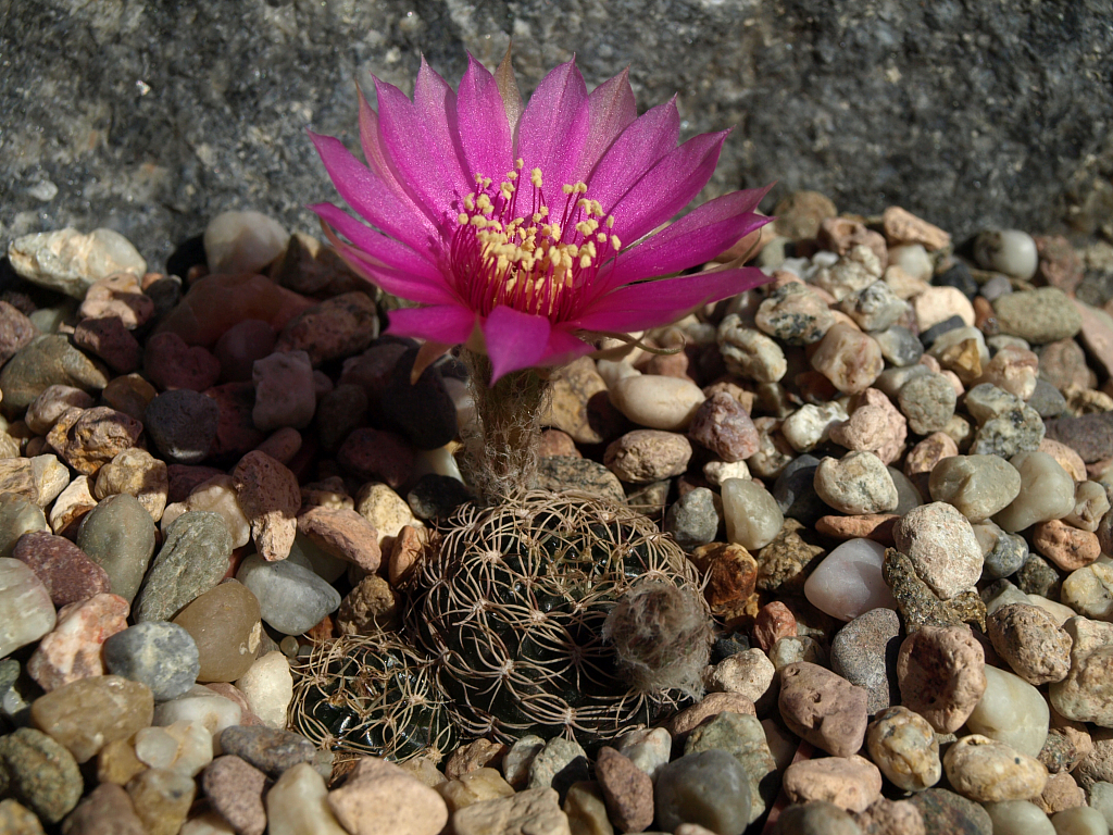 Lobivia tiegeliana v. pusilla TB 862.1