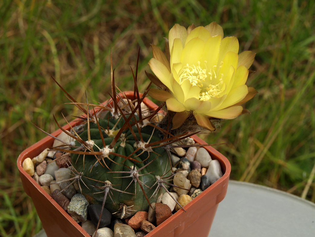 Lobivia pugionacantha v. culpinensis TB 233.1