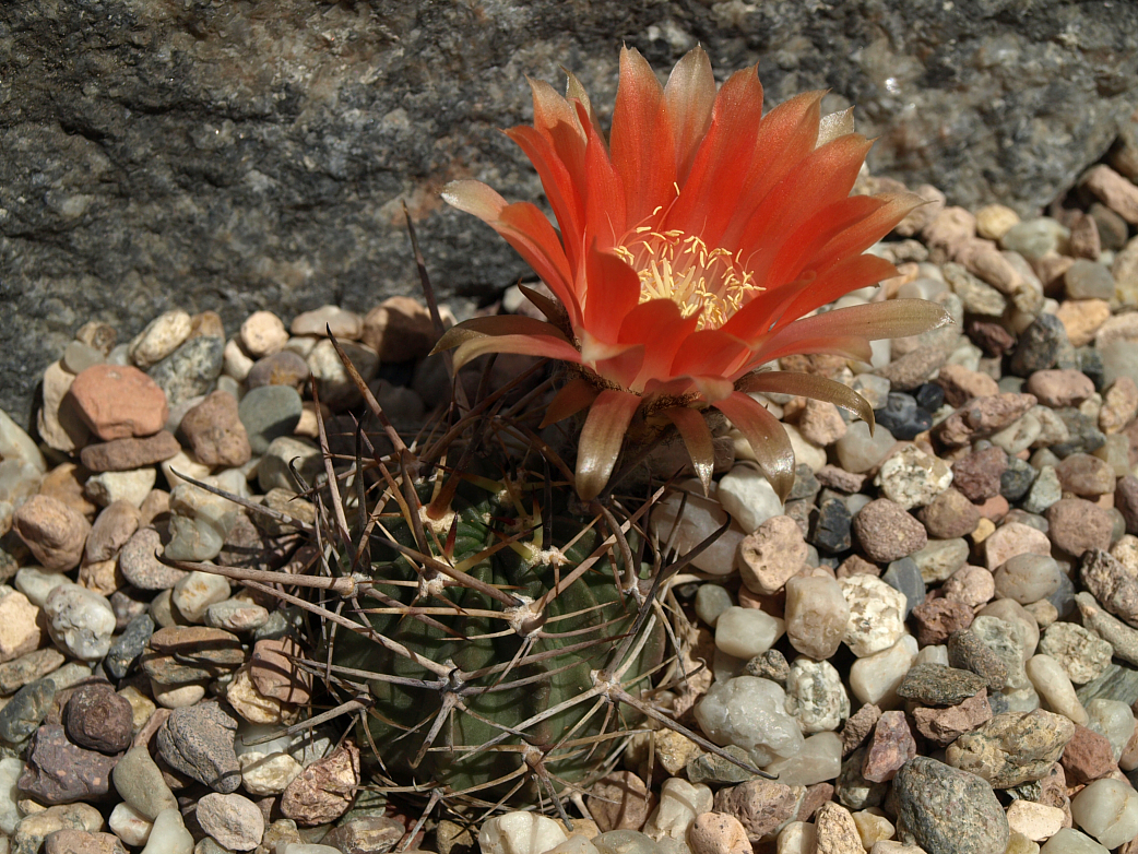 Lobivia pugionacantha v. culpinensis TB 233.1 - 2