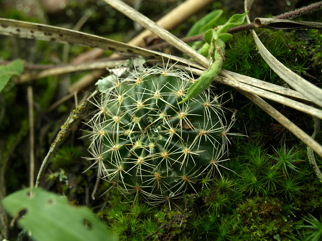 Echinopsis ancistrophora TB 412.1