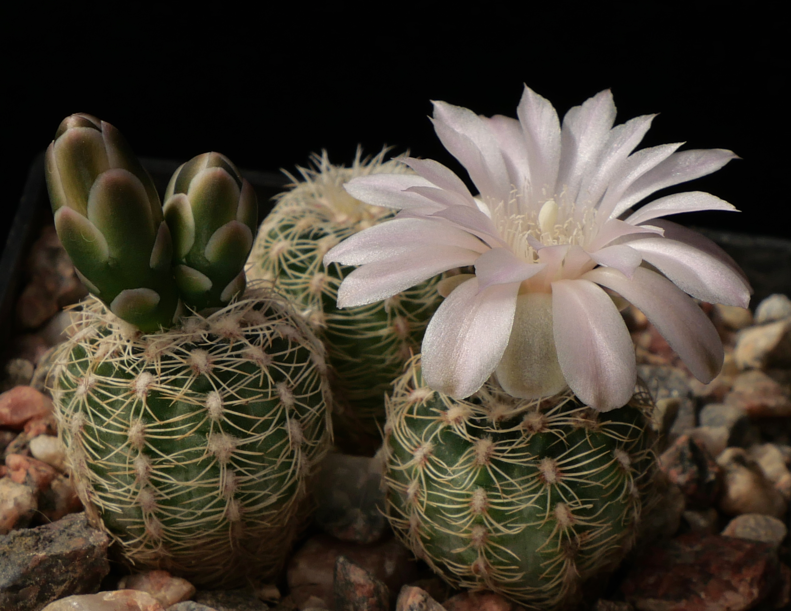 Gymnocalycium bruchii CH 1016