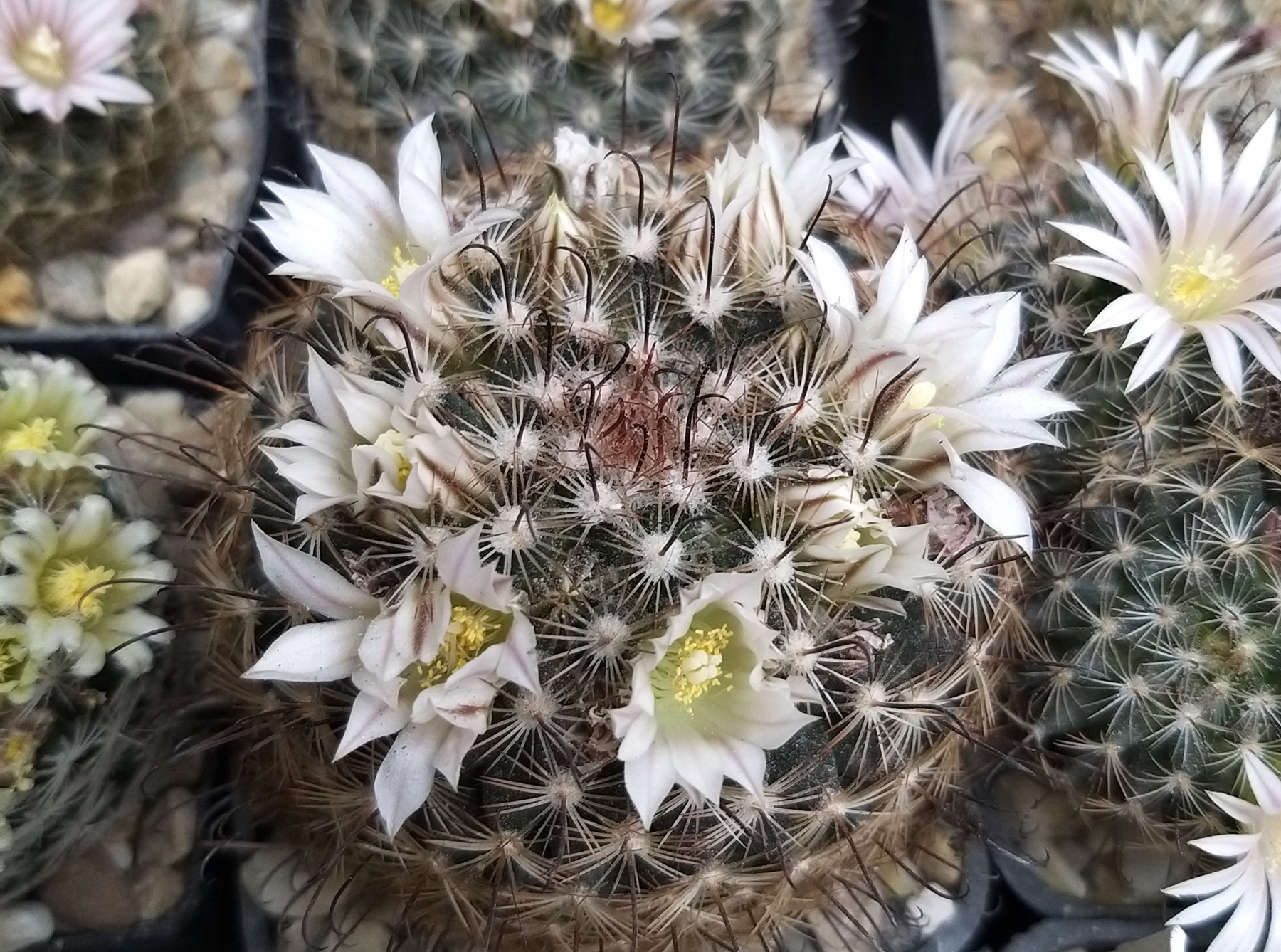 Mammillaria weingartiana (Ascension, NL, Mex)