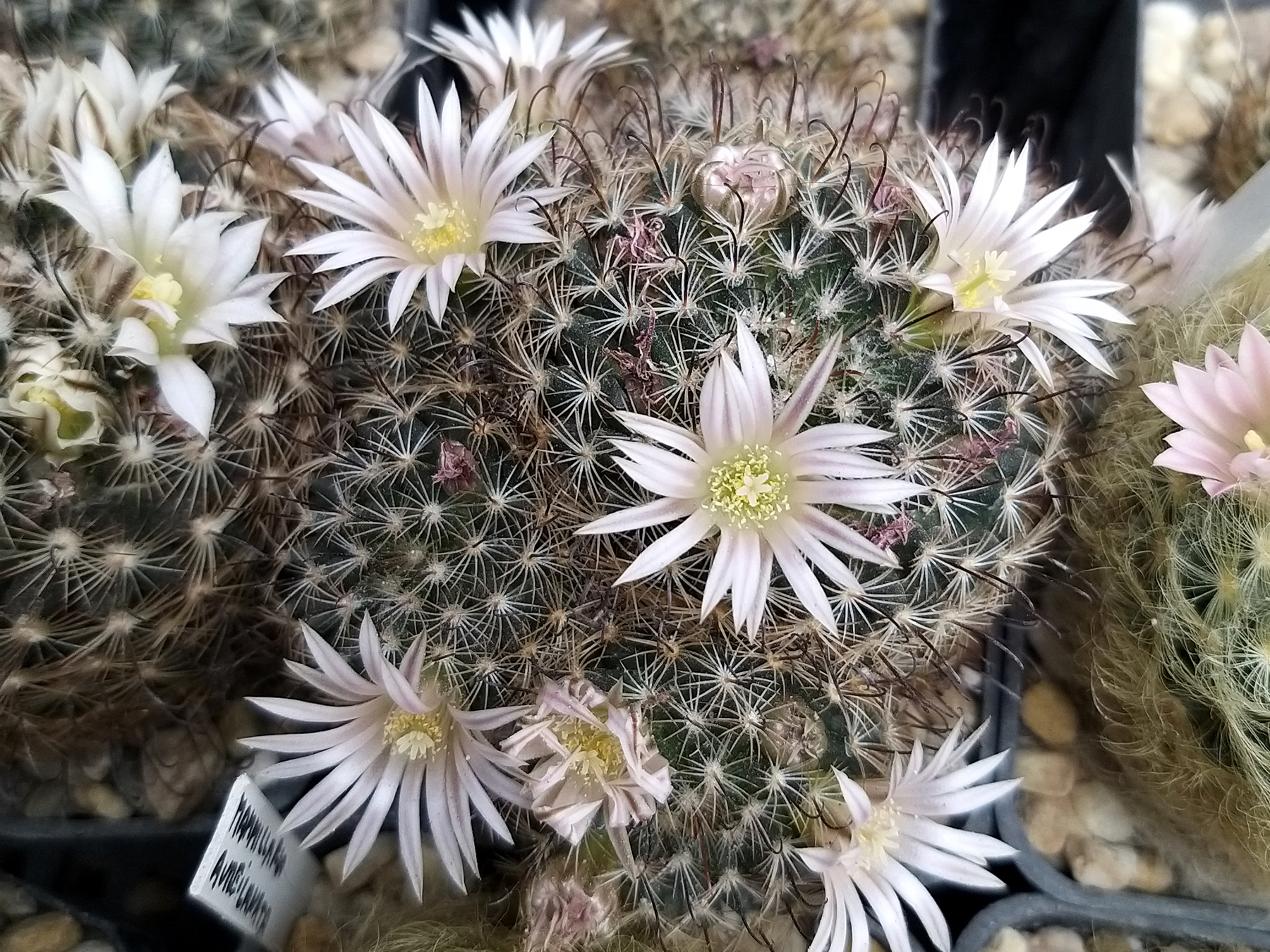 Mammillaria weingartiana (Ascension, NL, Mex) - 2