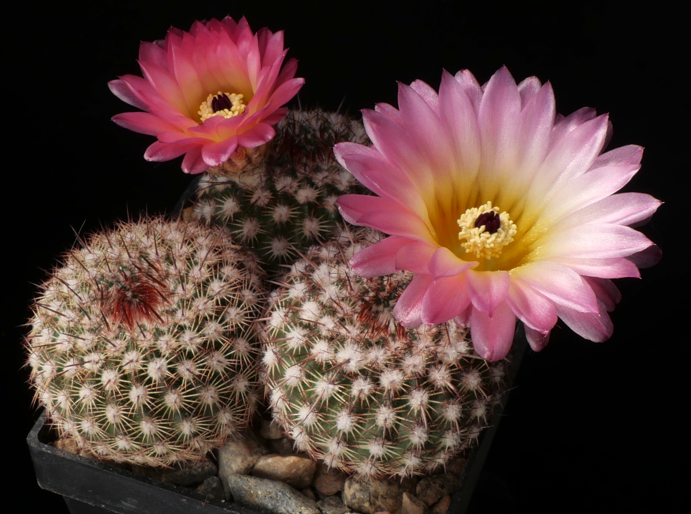 Notocactus rutilans (5 km NW Yacare, Uruguay)