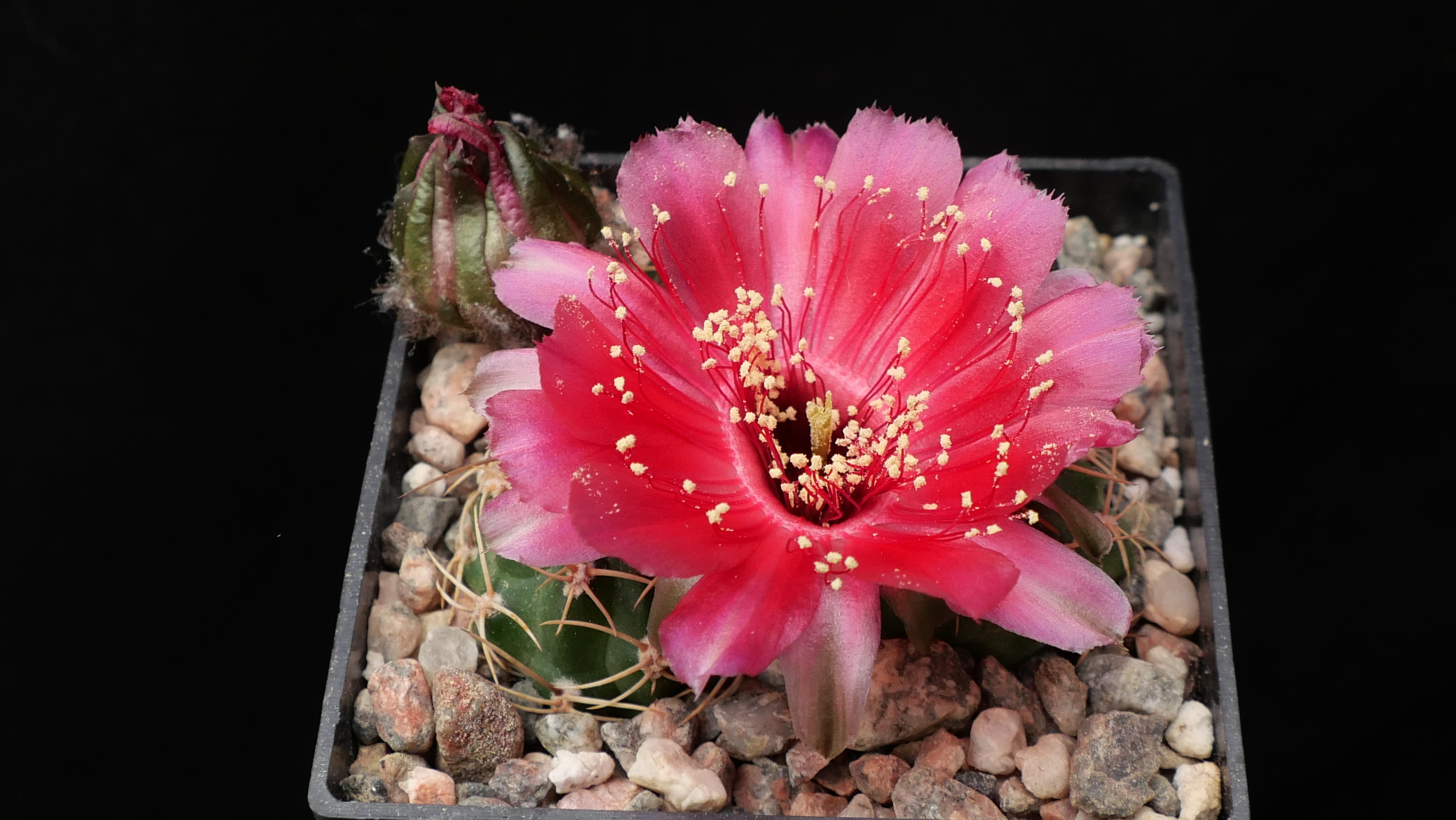 Lobivia pugionacantha v. cornuta MN 757 (Paichu, Tarija, Bol)