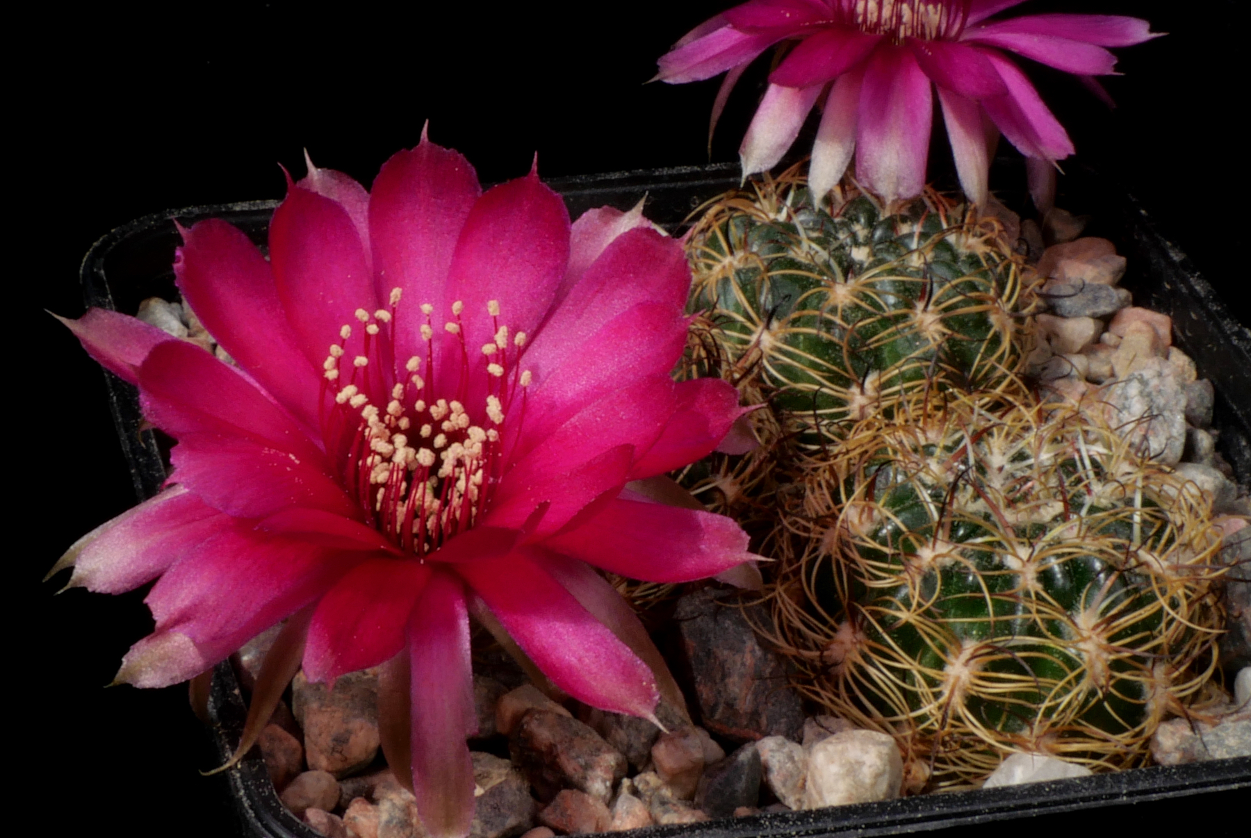Lobivia tiegeliana 'peclardiana' MN 774 (Yesera Norte, Bol)