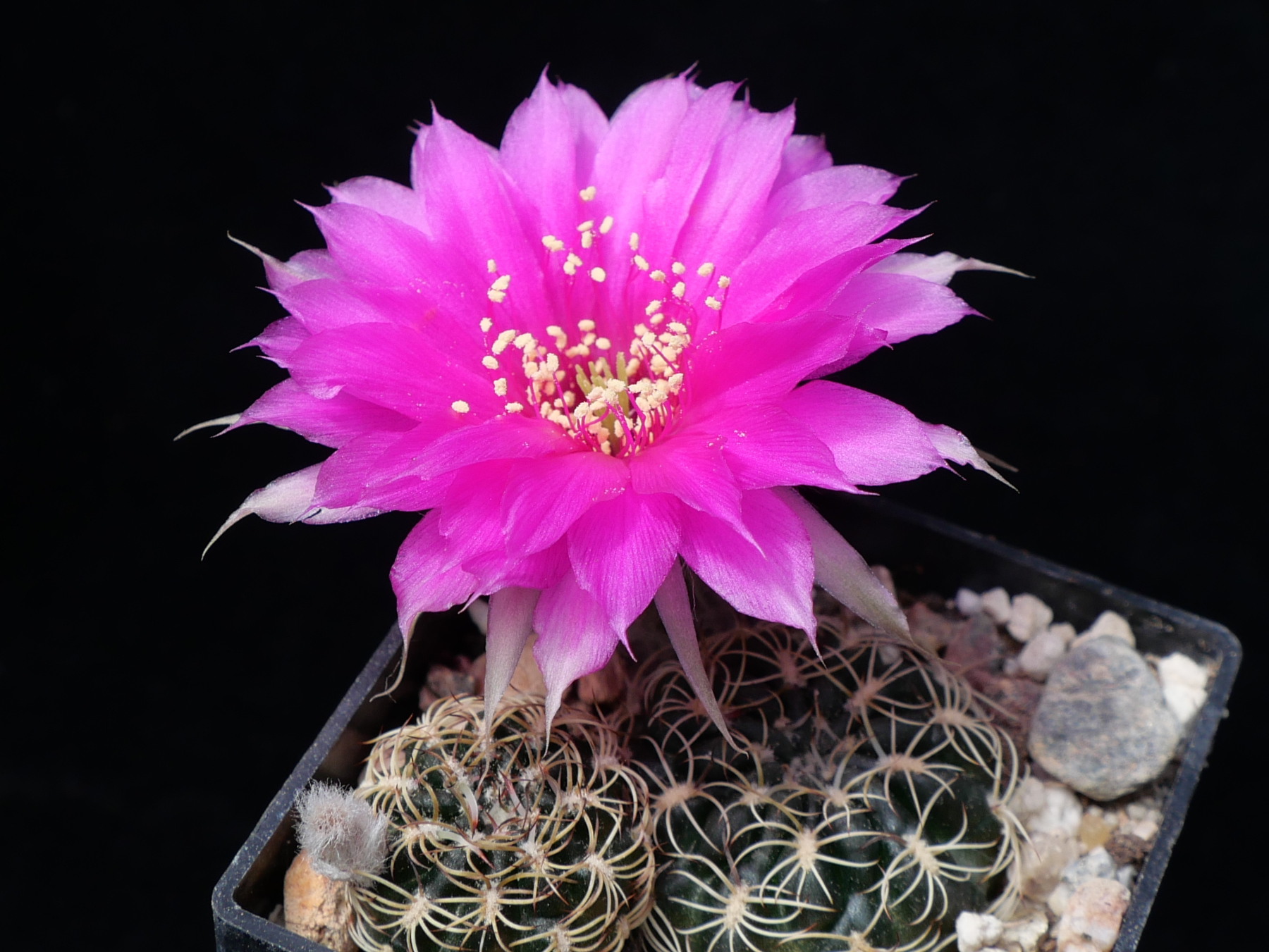 Lobivia tiegeliana v. pusilla MN 772 (N Uriondo, Bol)