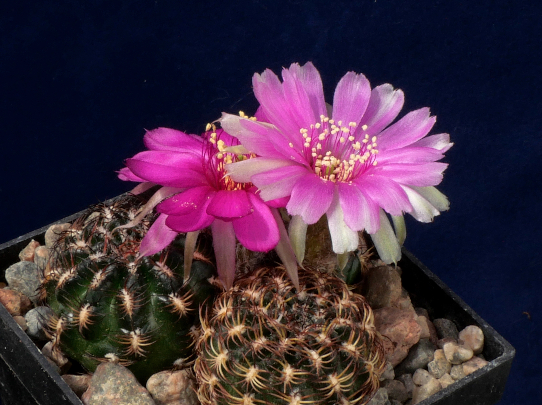 Lobivia tiegeliana v. pusilla MN 780