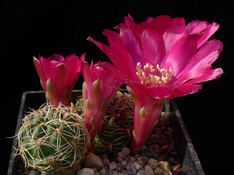 Sulcorebutia caniguerallii MN 458 (N Sucre, Bol)