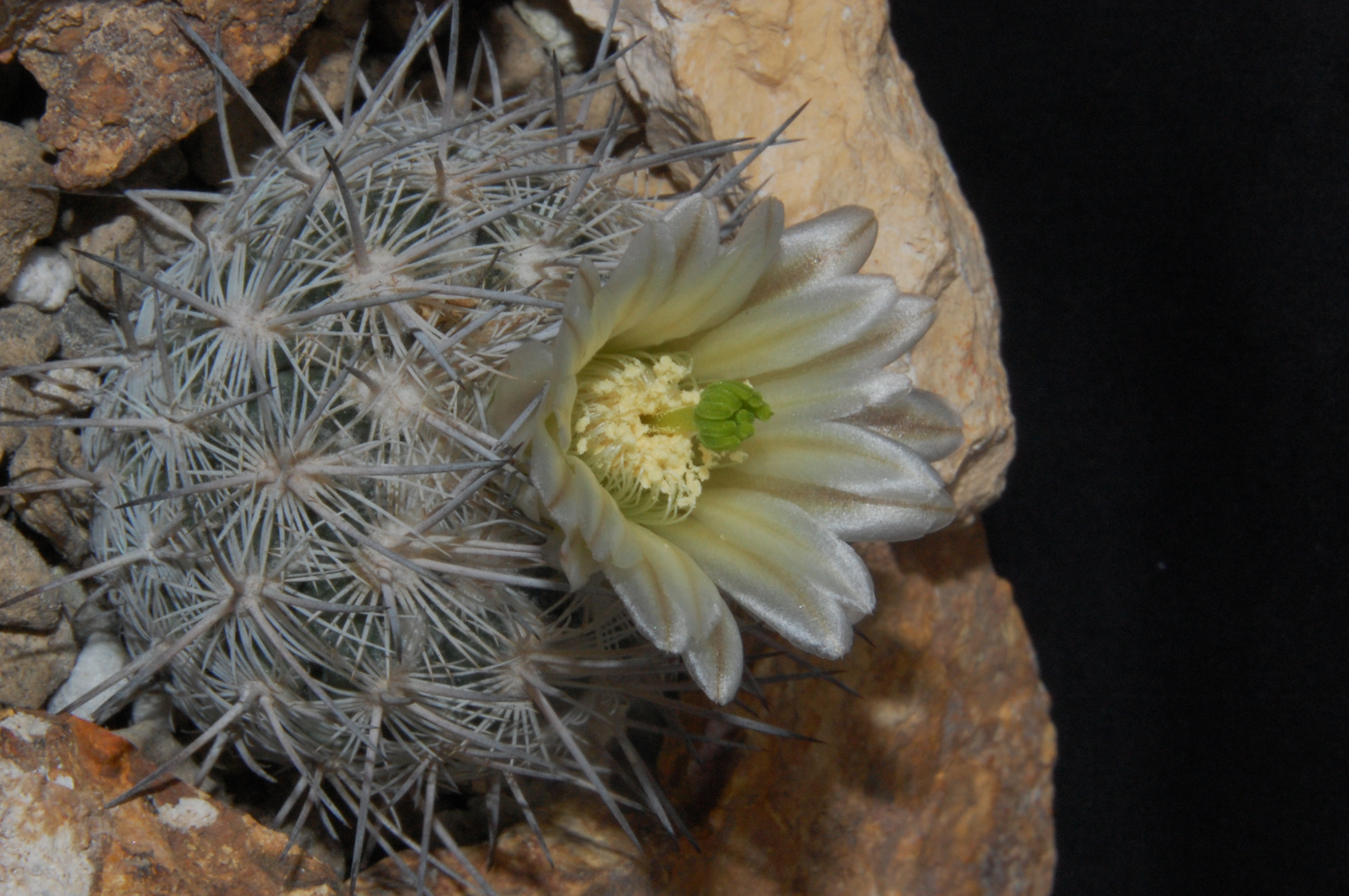 Echinomastus mariposensis (Ocampo, Coah, Mex)