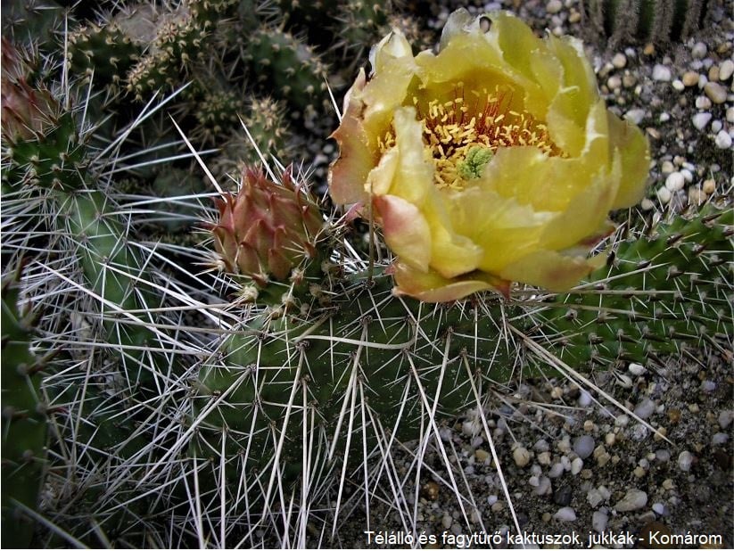 Opuntia polyacantha (Redcliff, Alberta, Can)