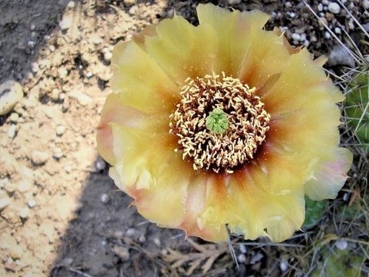 Opuntia polyacantha (Redcliff, Alberta, Can) - 2