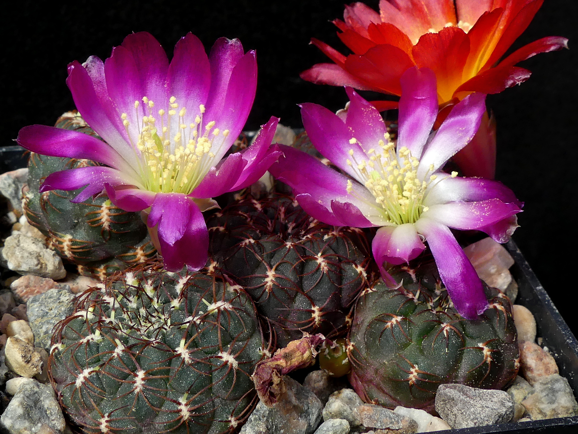 Sulcorebutia albiareolata MN 622 (N Sucre, Pucara, 2925m, Bol)