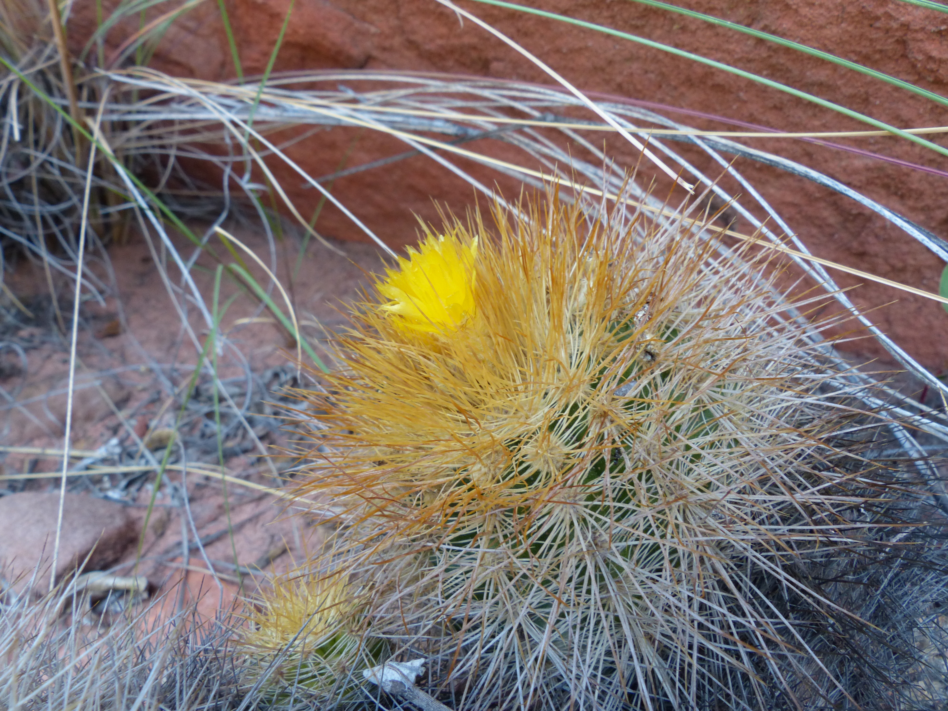 Parodia spec. MN 653 (Tabacal, Bol)