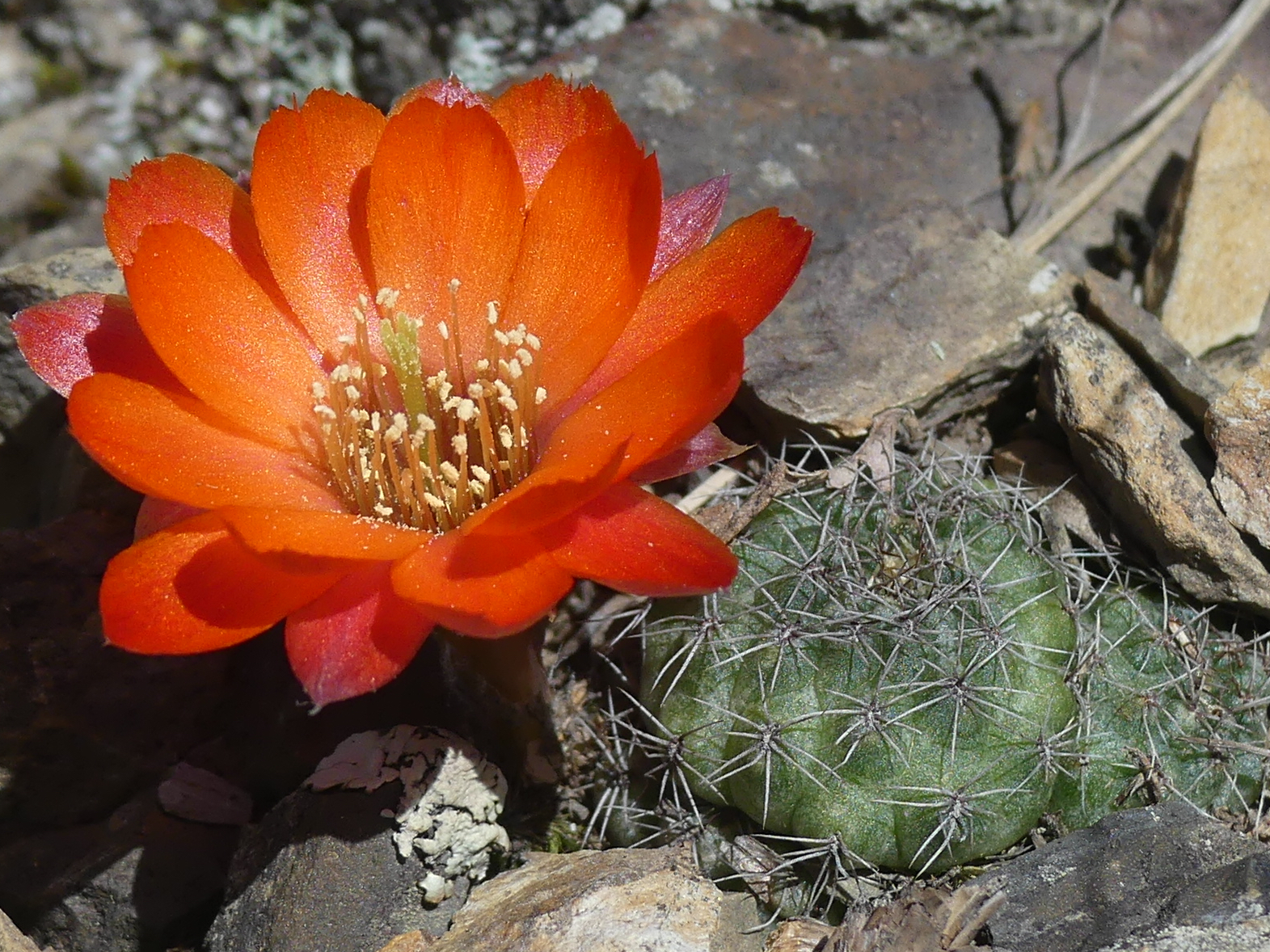 Rebutia tarijensis MN 763