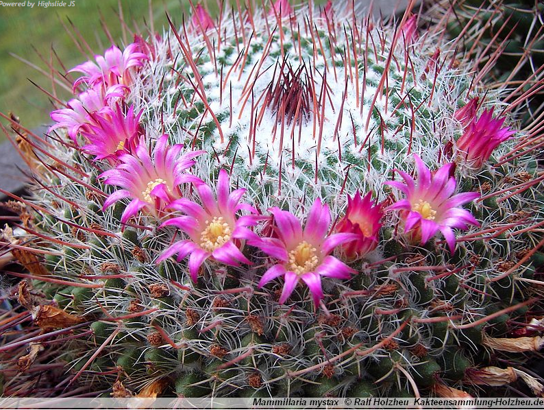 Mammillaria mystax