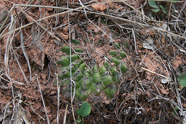 Echinopsis mamillosa MN 361 (Narvaez,  1700M, Bol)