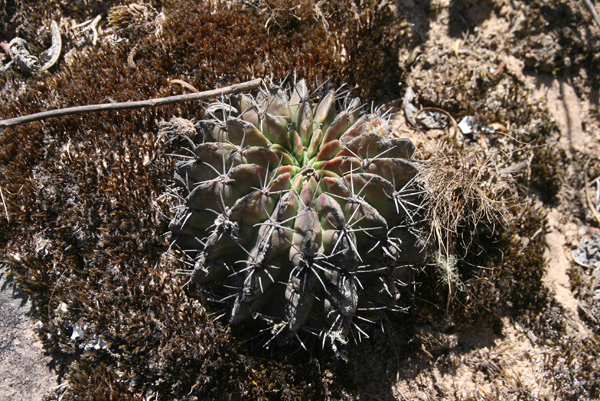 Echinopsis tapecuana MN 355 (S Narvaez, Abra Gareca, 2000m, Bol)