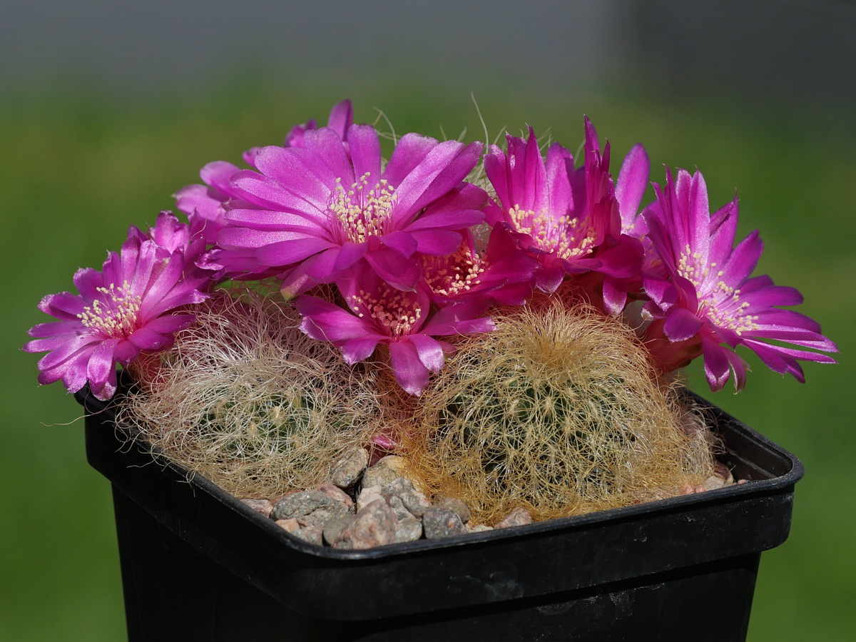 Sulcorebutia hertusii 'patriciae' MN 635 (S Chimori, Bol)