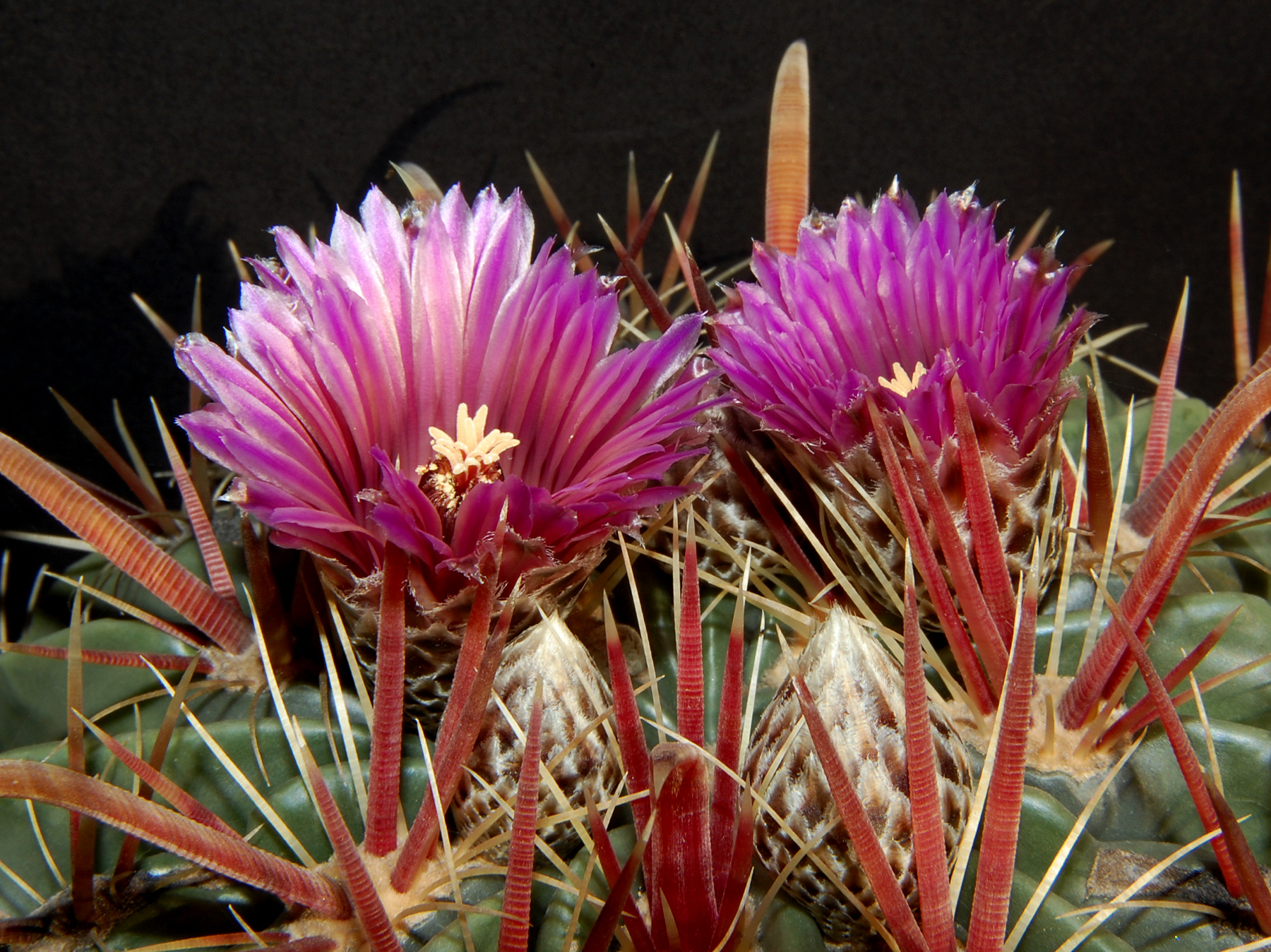 Ferocactus latispinus (Romerillo, Gto, Mex)
