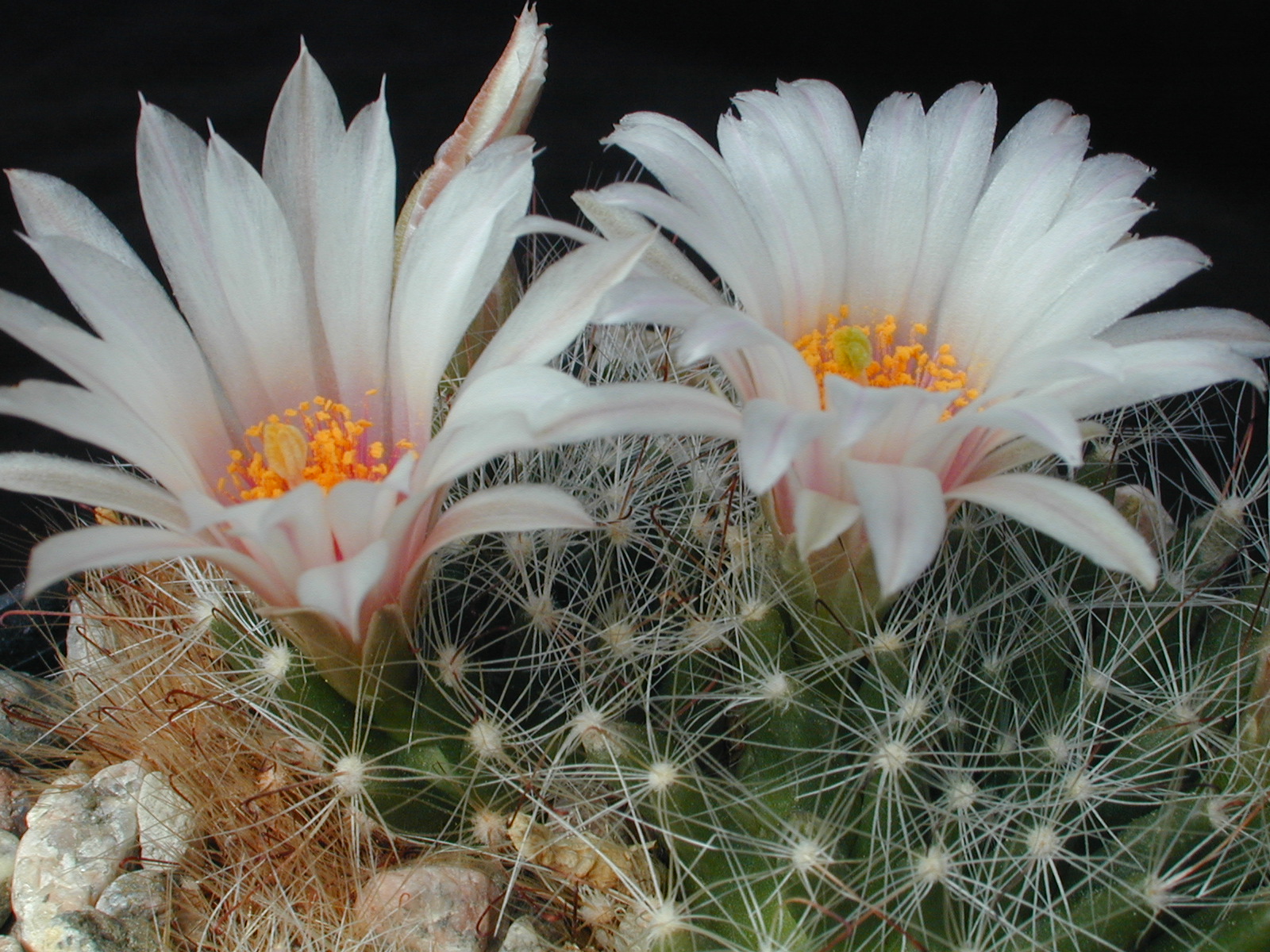Mammillaria zephyranthioides Lau 1269 (Coixtlahuaca, Tamazulapan, Oaxaca, Mex)