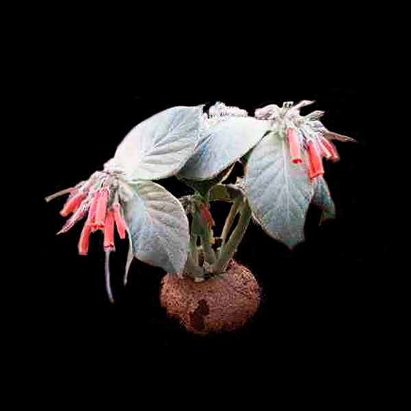 Sinningia canescens (leucotricha)