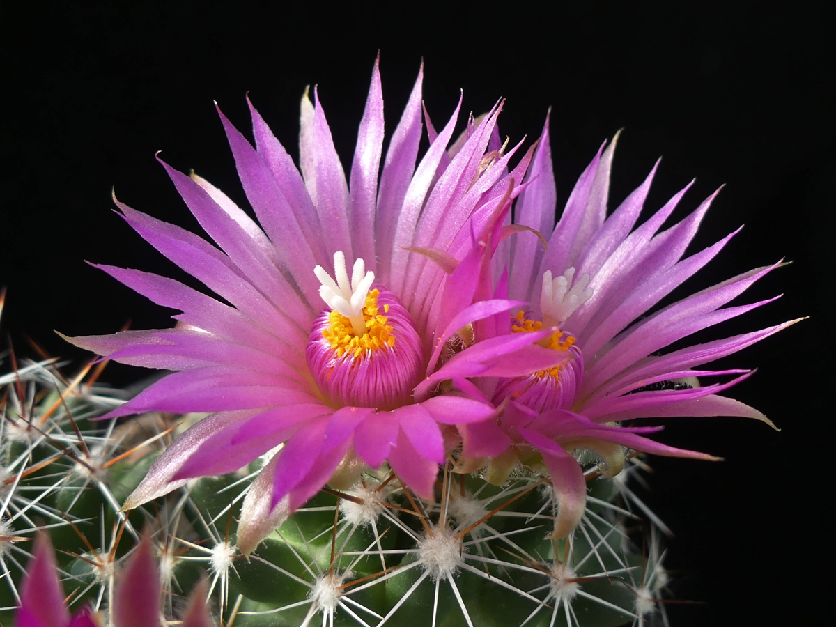Escobaria vivipara LZ 622 (W Kevin, Montana, USA)
