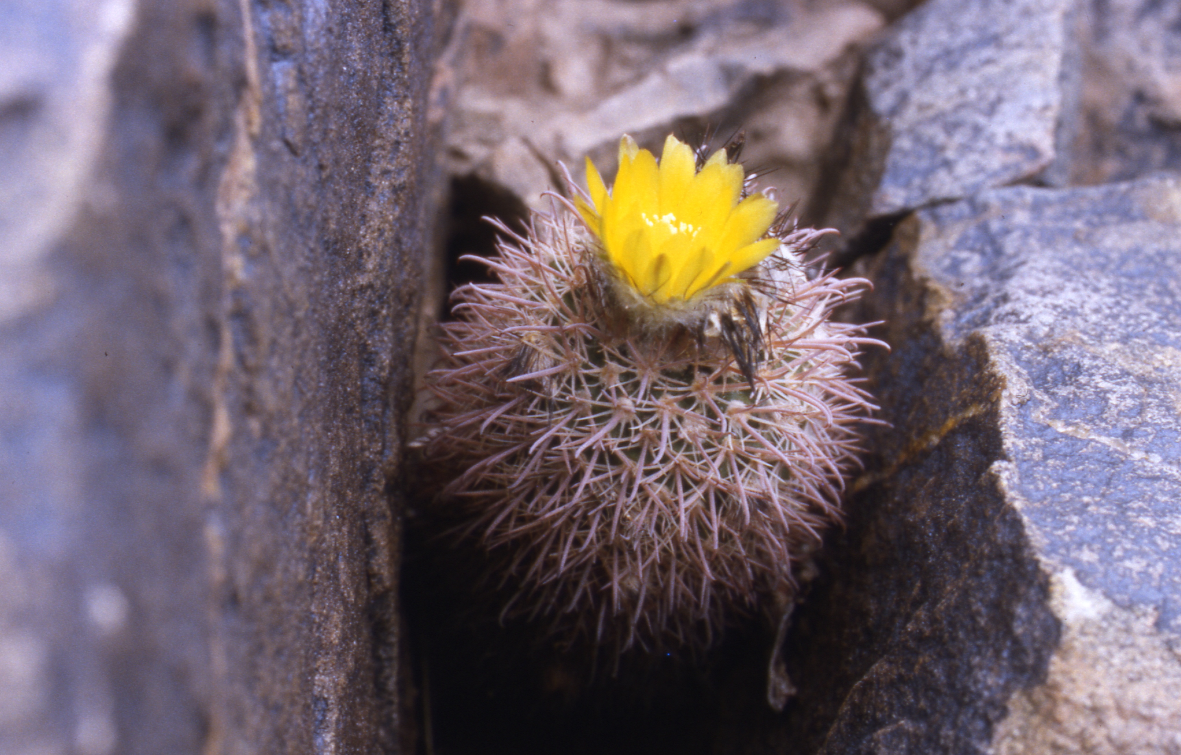 Parodia tolombona ME 26 (M Eichler) (Tolombon)