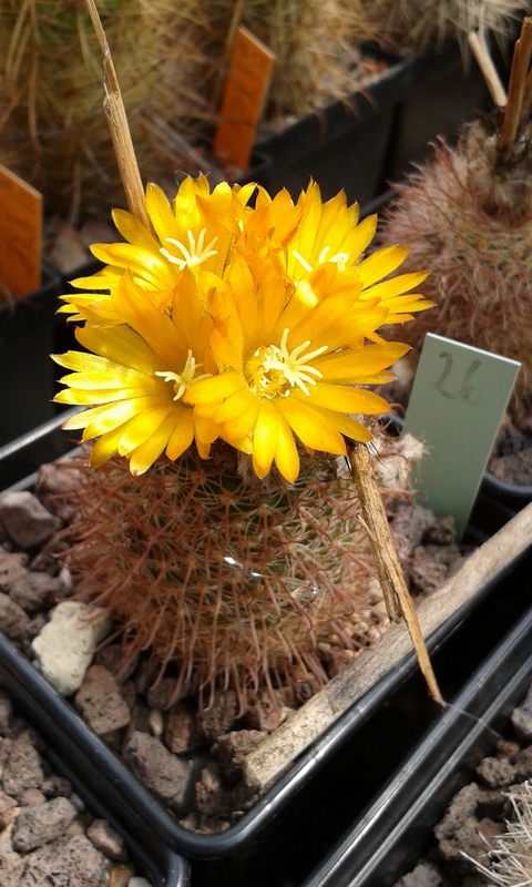 Parodia tolombona ME 26 (M Eichler) (Tolombon) - 2